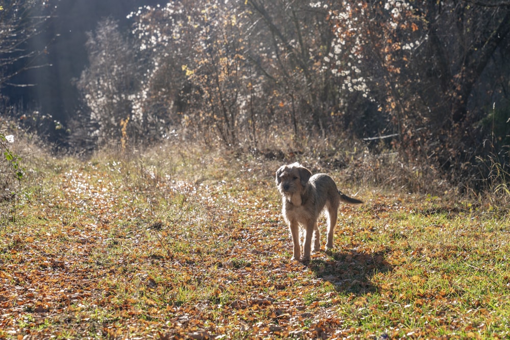 a dog standing in a field with leaves on the ground