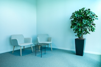a room with two chairs and a potted plant