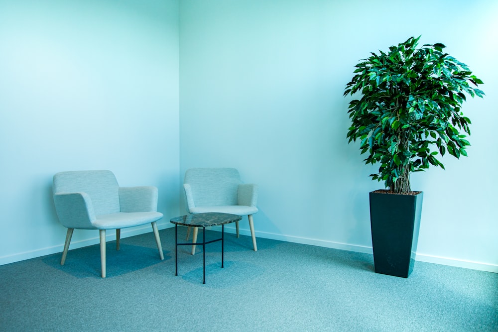 a room with two chairs and a potted plant