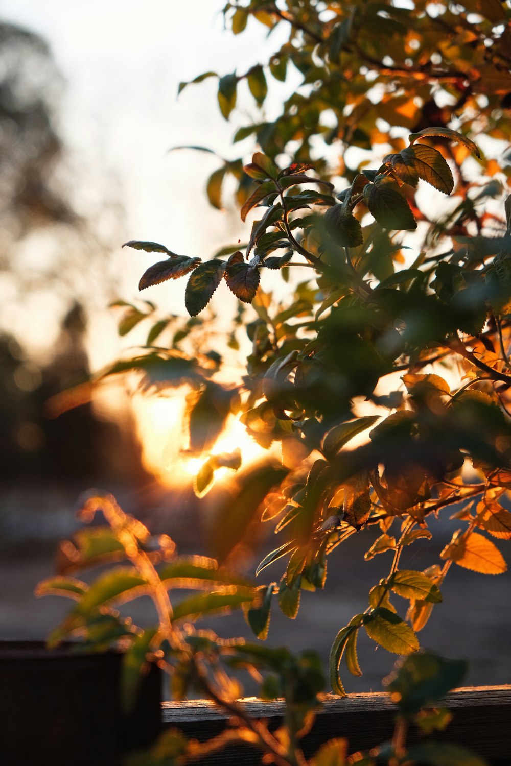 the sun is shining through the leaves of a tree