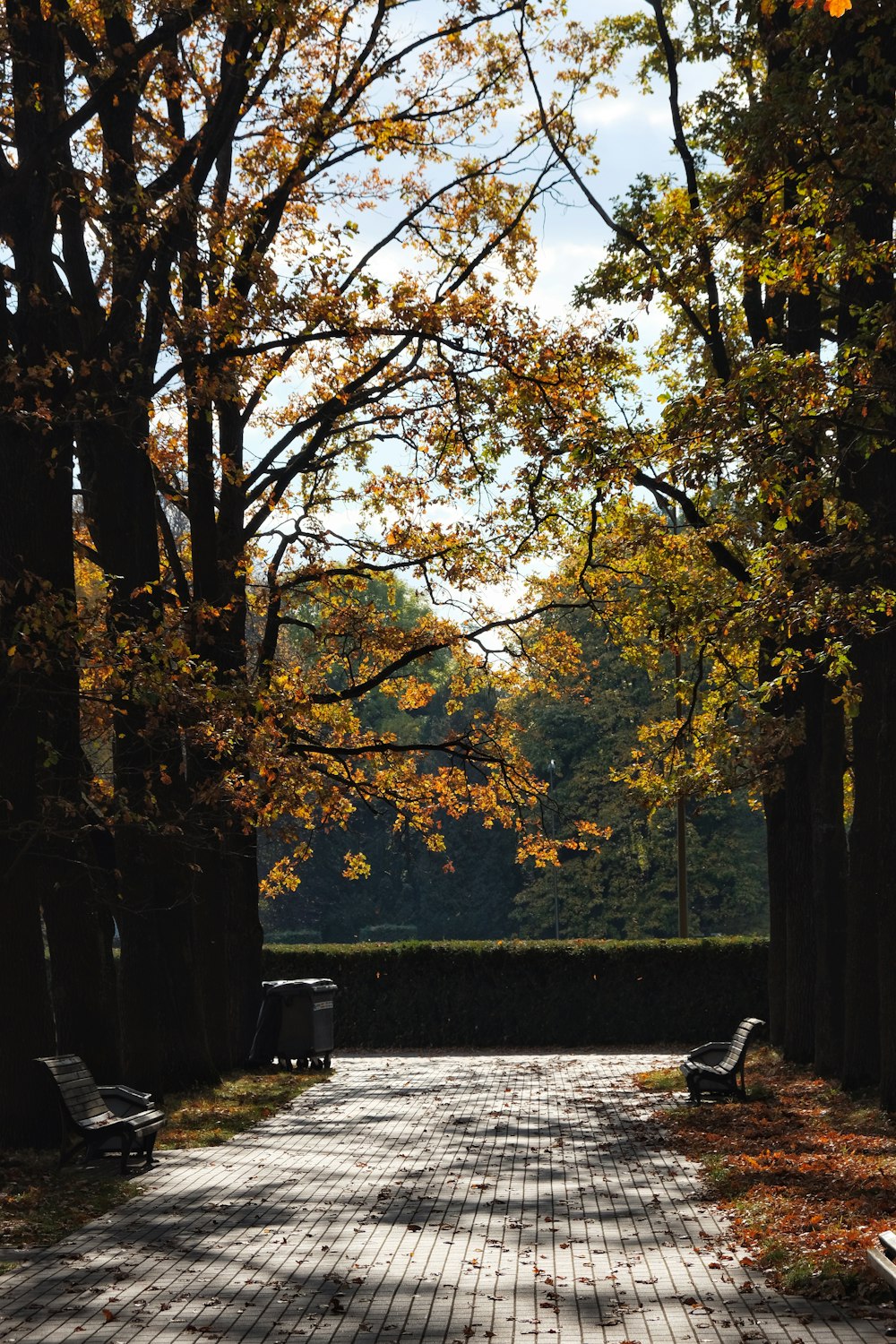 a walkway in a park lined with trees