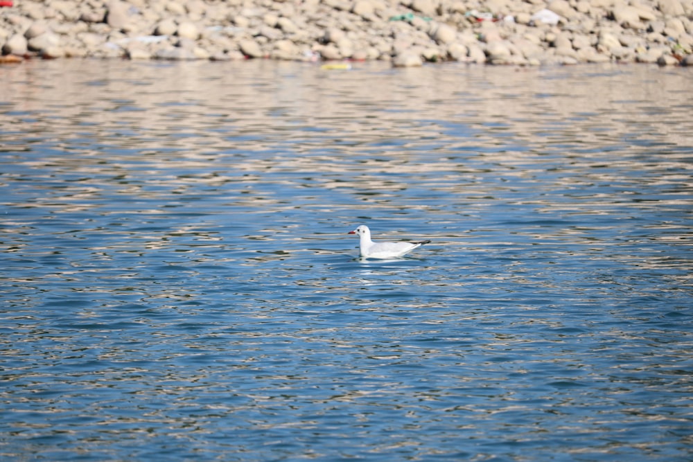 a white bird floating on top of a body of water