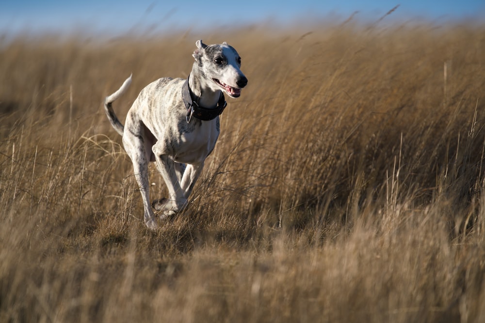 a dog running through a field of tall grass