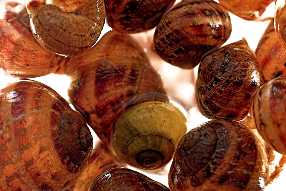 a close up of a bunch of snails