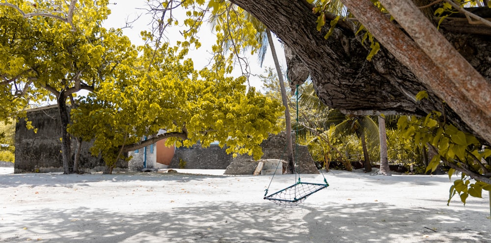 a swing in the shade of a tree