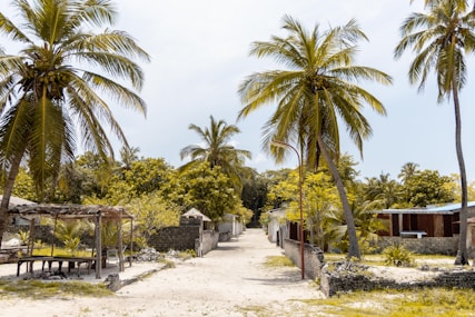 a dirt road surrounded by palm trees on a sunny day
