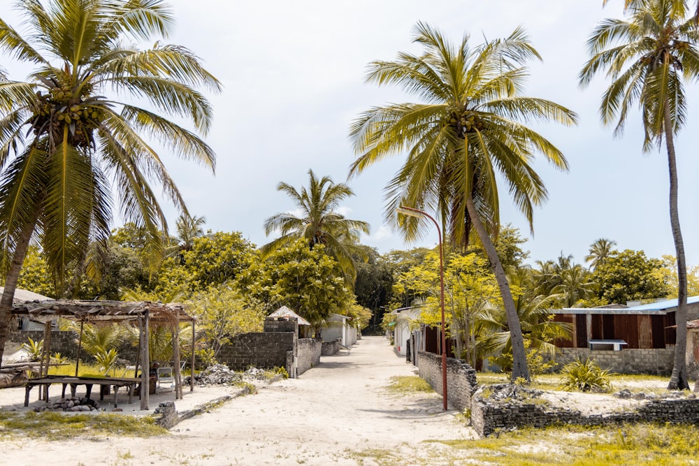 a dirt road surrounded by palm trees on a sunny day