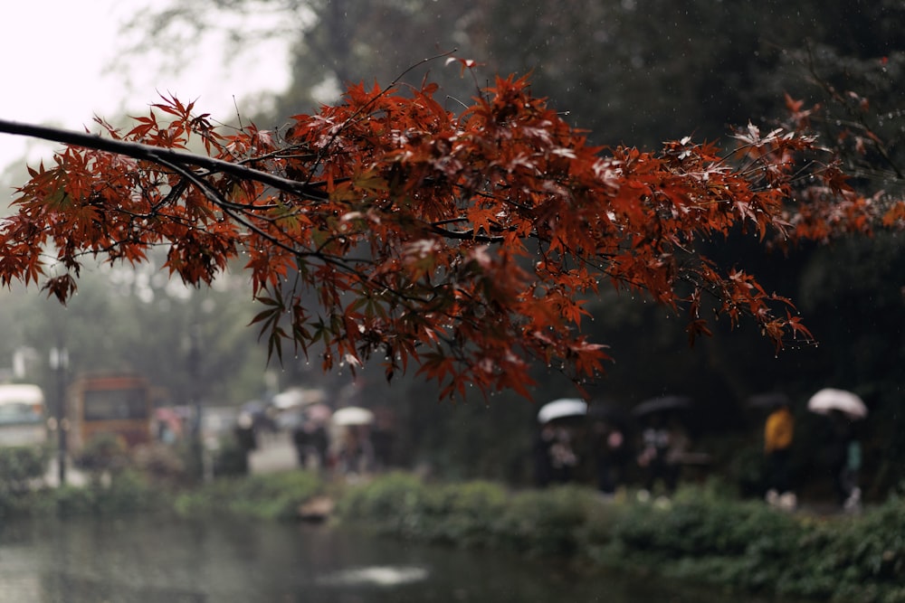 a tree with red leaves is next to a body of water