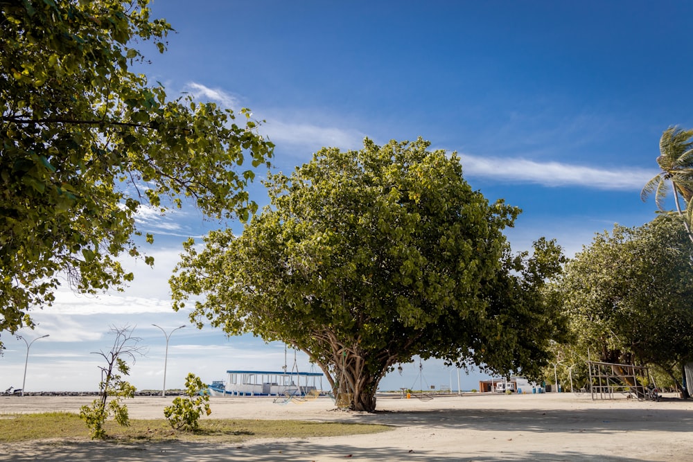 a large tree sitting on top of a sandy beach