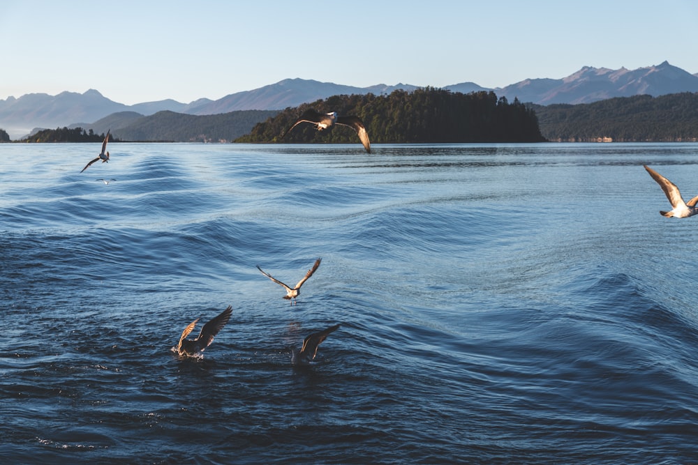 a flock of birds flying over a body of water