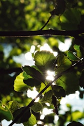 Sunlight filters through a dense cluster of green leaves, creating a dappled effect with highlights and shadows. The interplay of light and shadow accentuates the texture of the leaves, with bright spots where the sun shines through and darker, shaded areas. The background is softly blurred, enhancing the focus on the foreground foliage.