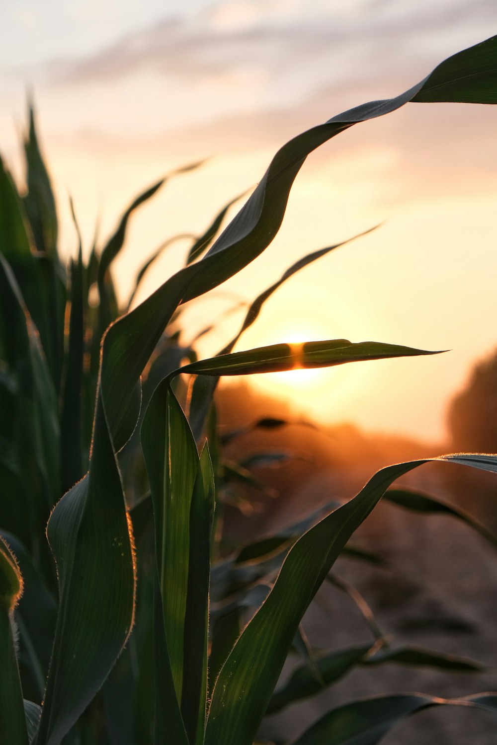 a corn field with the sun setting in the background
