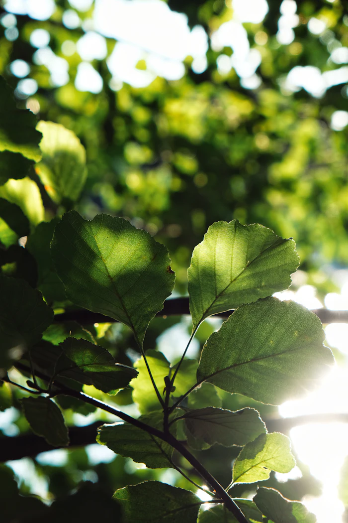Sunlight through leaves