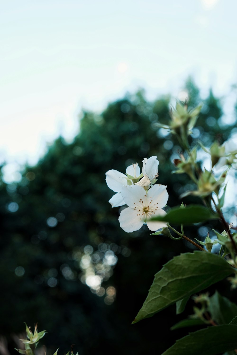 a close up of a flower on a tree