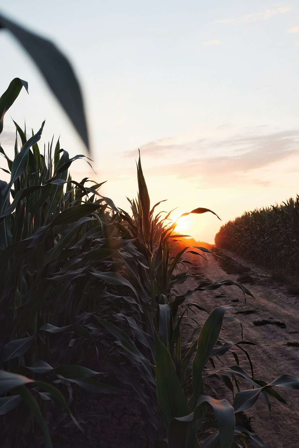 the sun is setting over a corn field