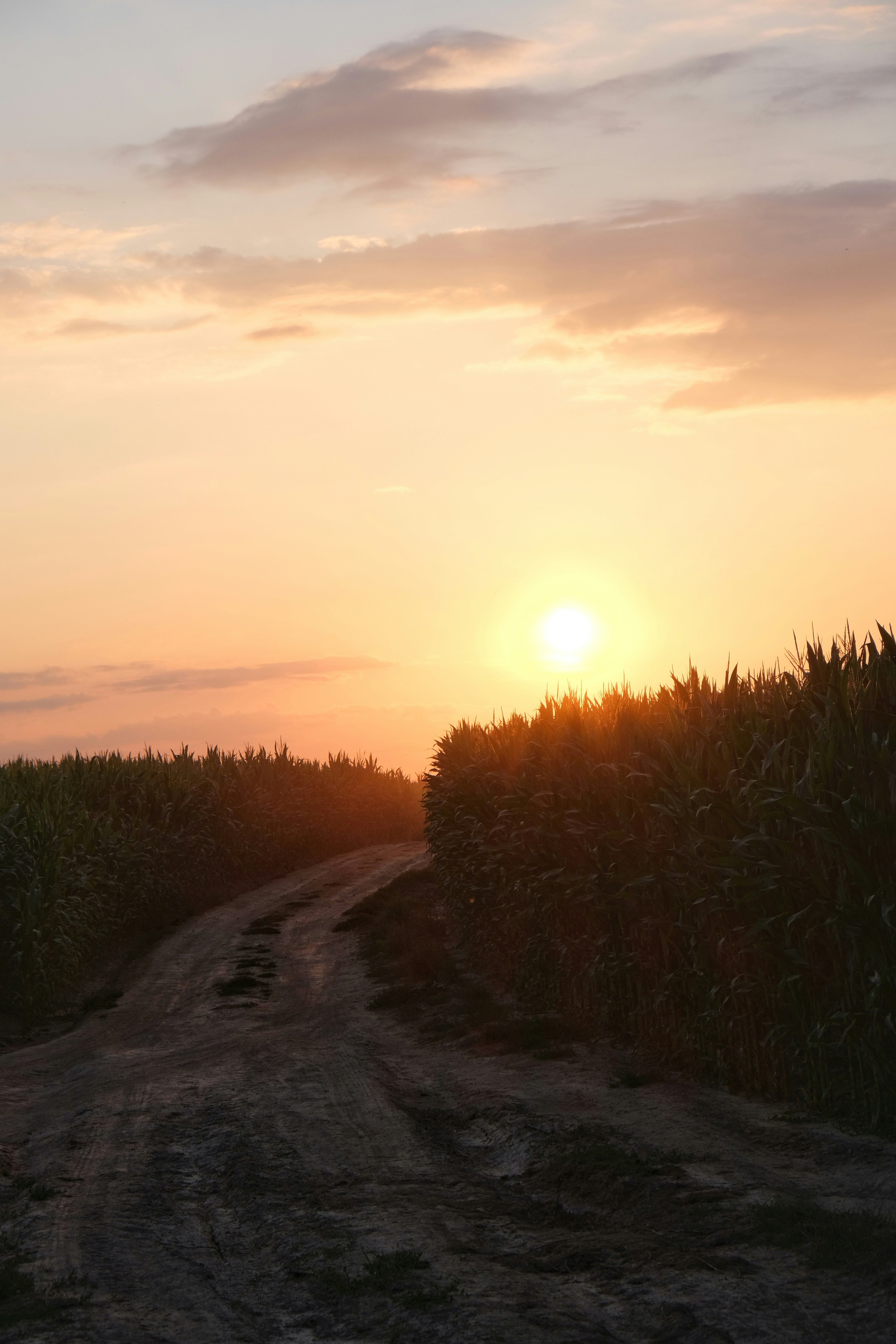 the sun is setting over a corn field