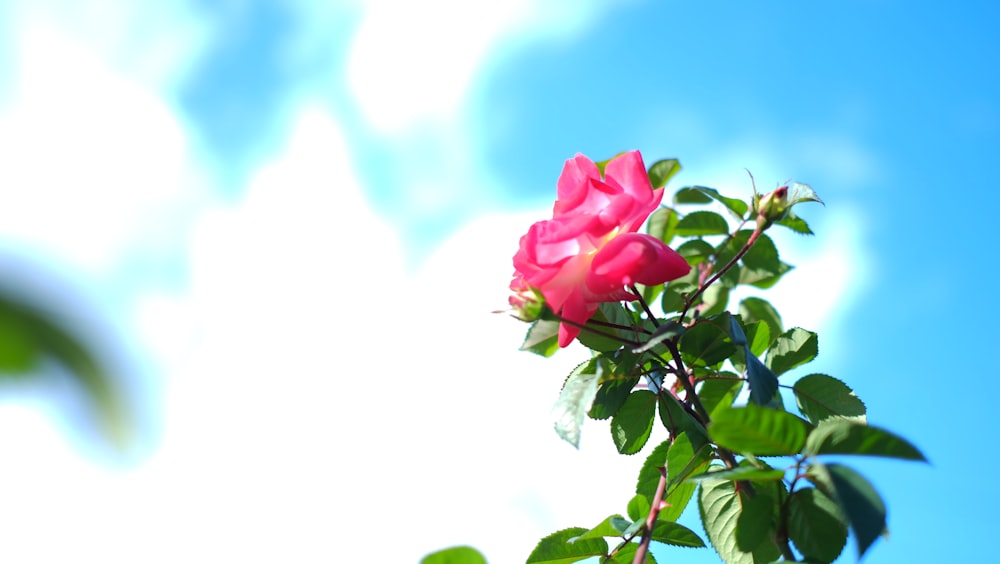 a pink rose is blooming on a tree branch