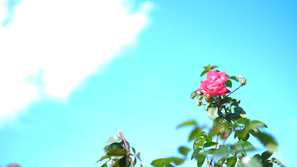 a pink rose is blooming on a tree branch