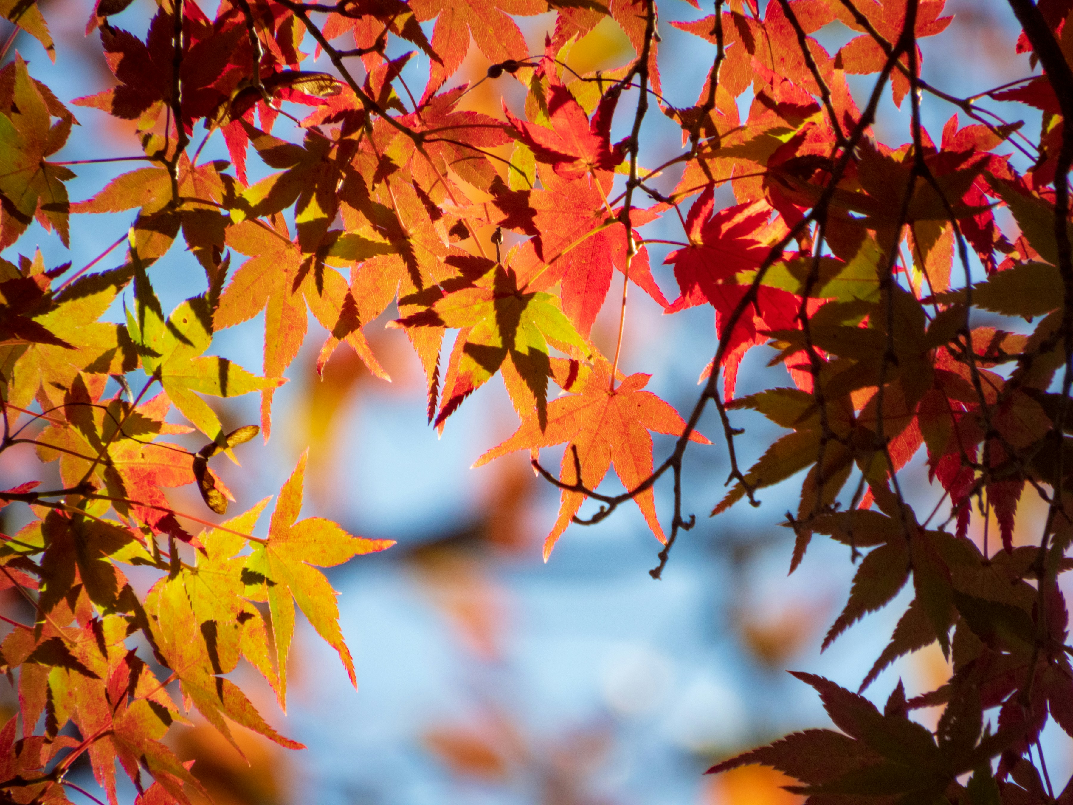 Photo by heppoko_yama