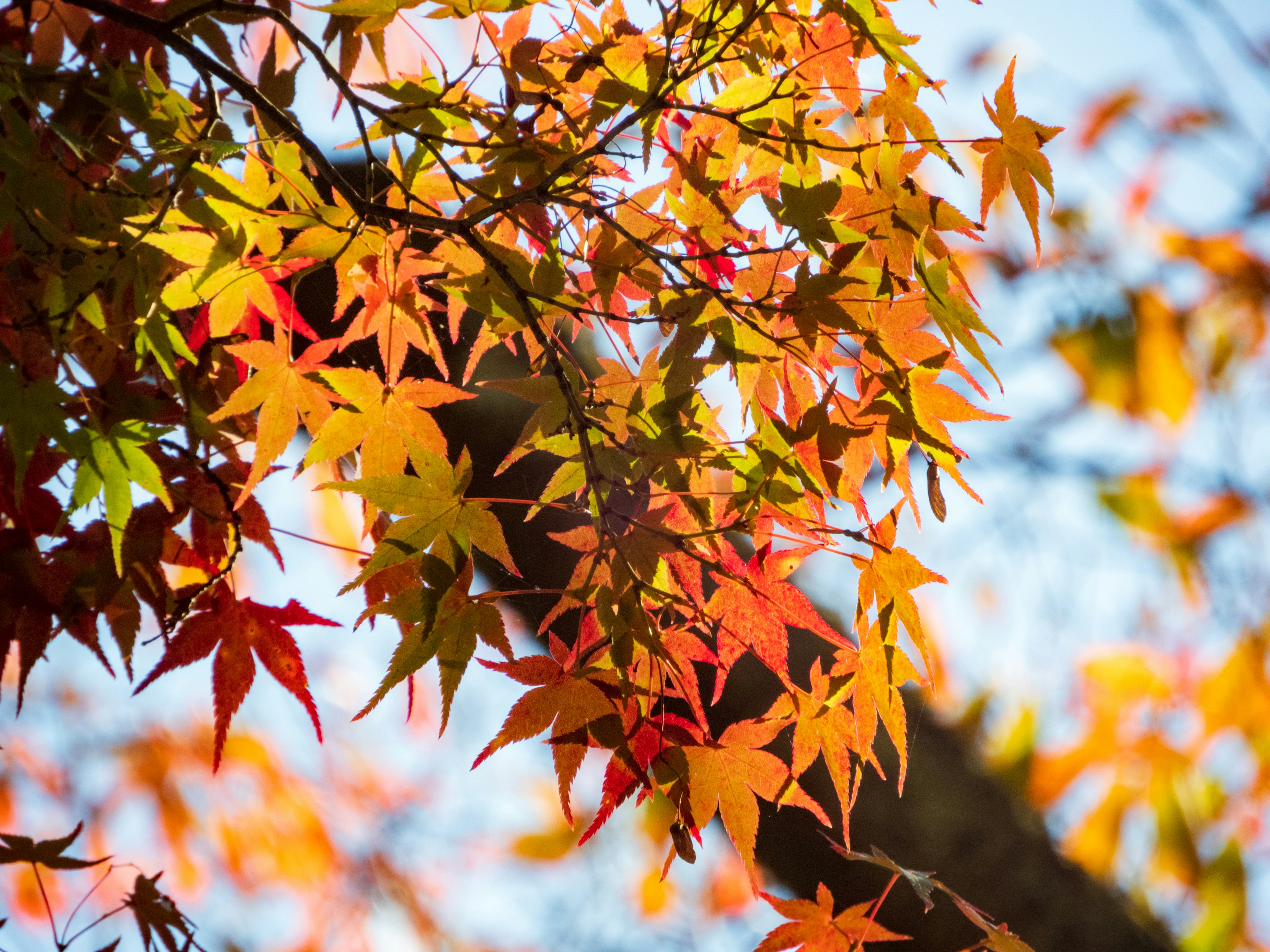 Photo by heppoko_yama