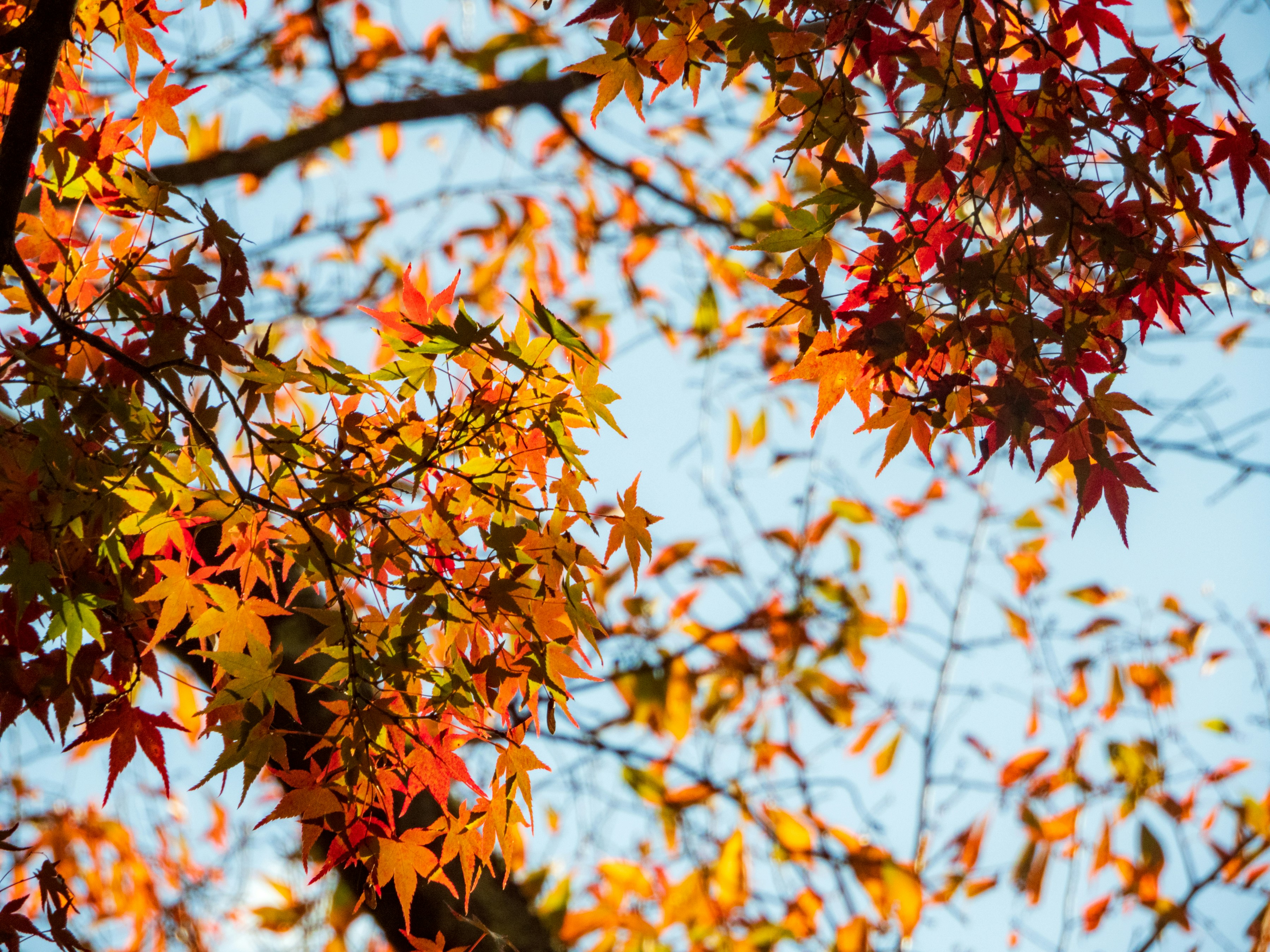 Photo by heppoko_yama