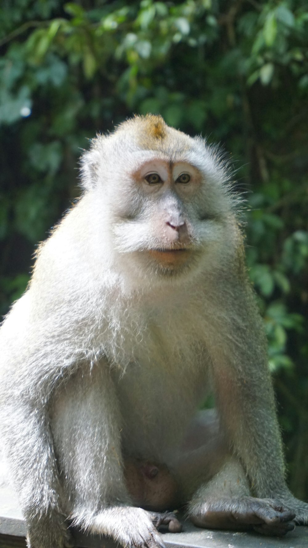 Um macaco branco sentado em uma superfície branca