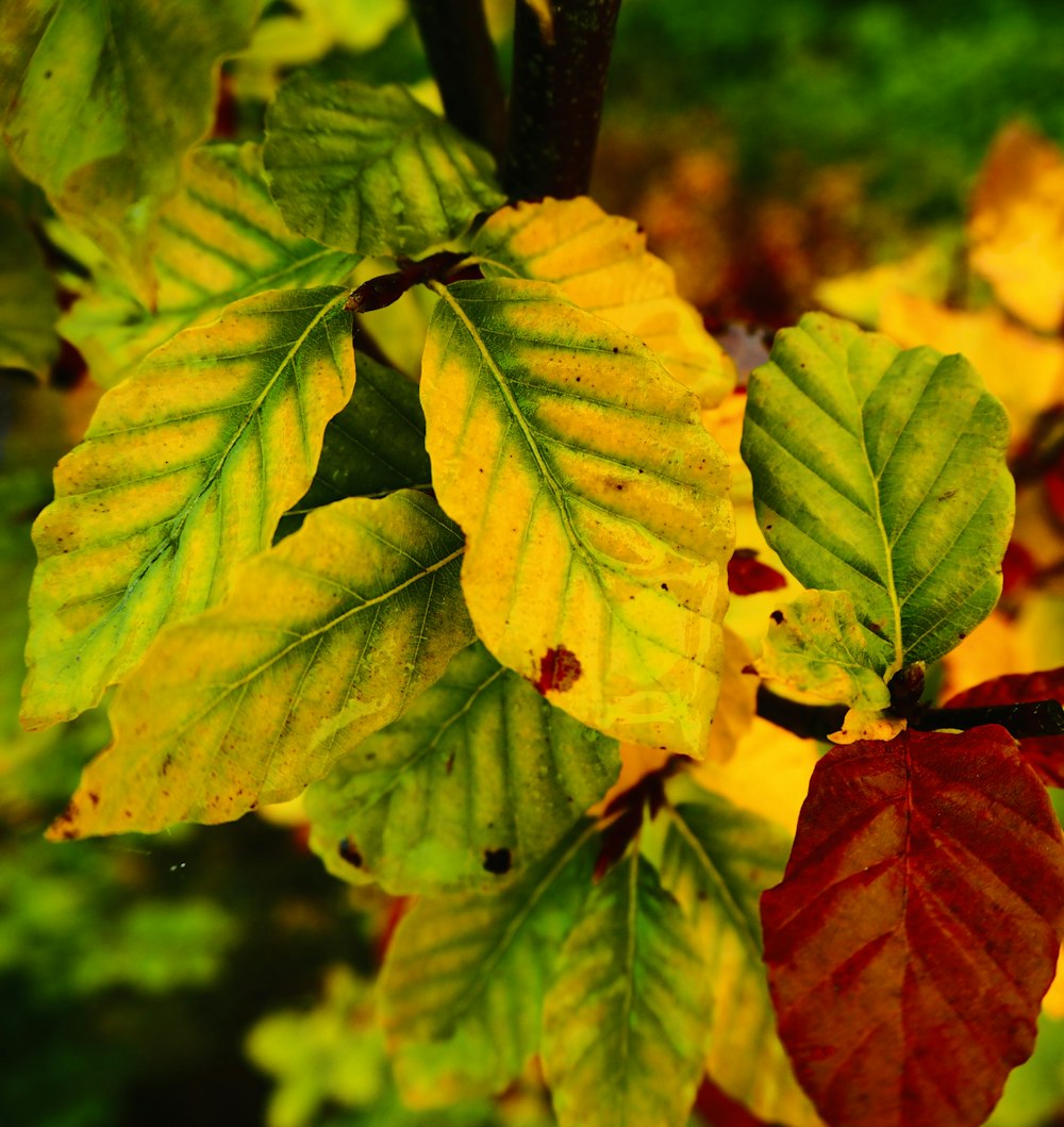 a close up of leaves on a tree