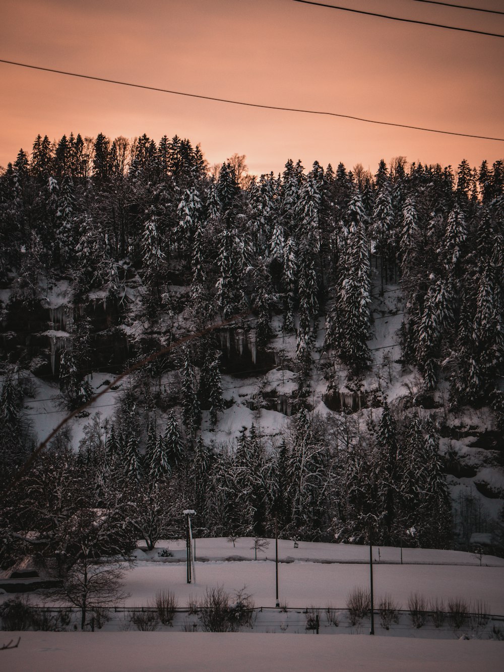 a snowy landscape with trees and power lines