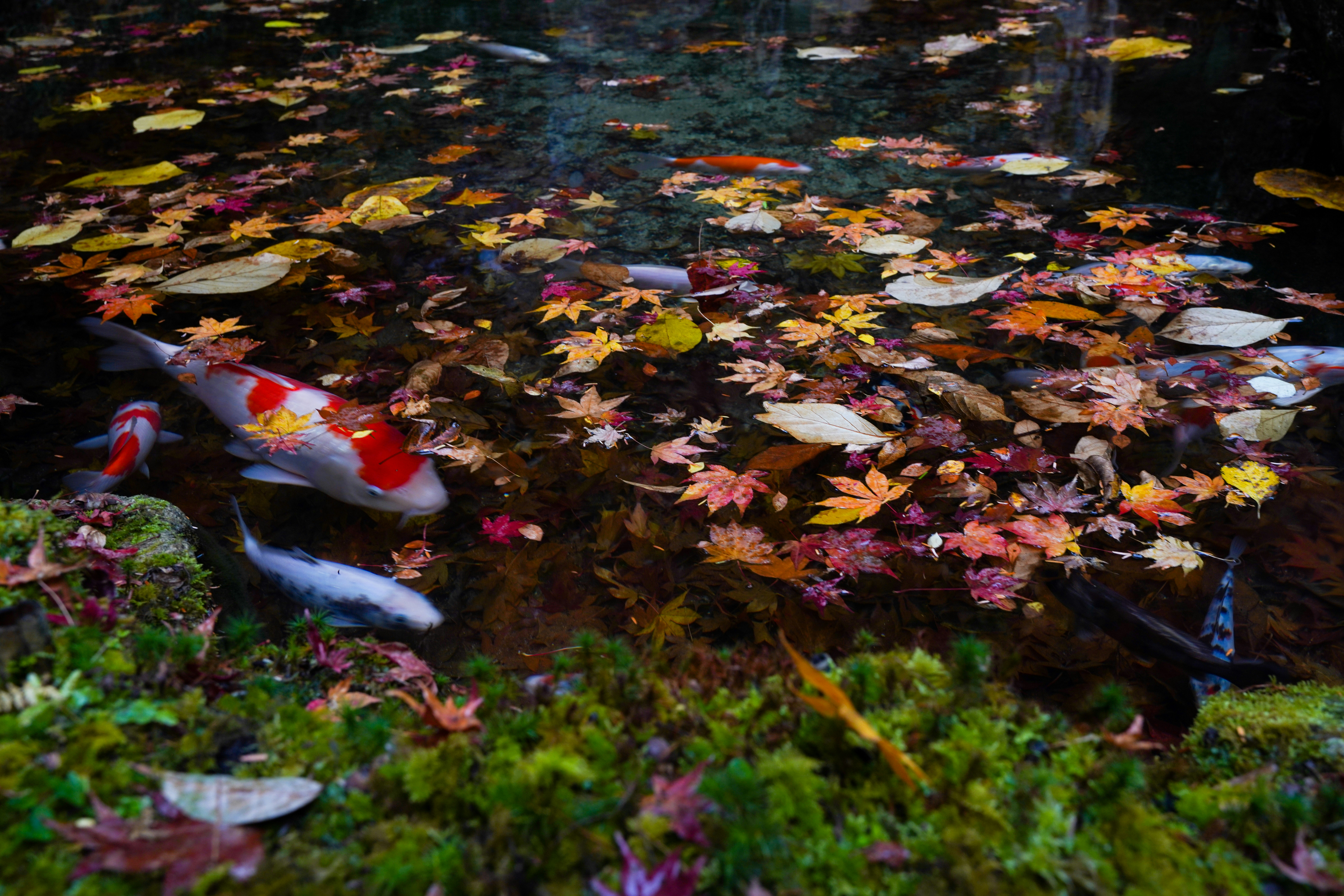 a pond filled with lots of colorful leaves