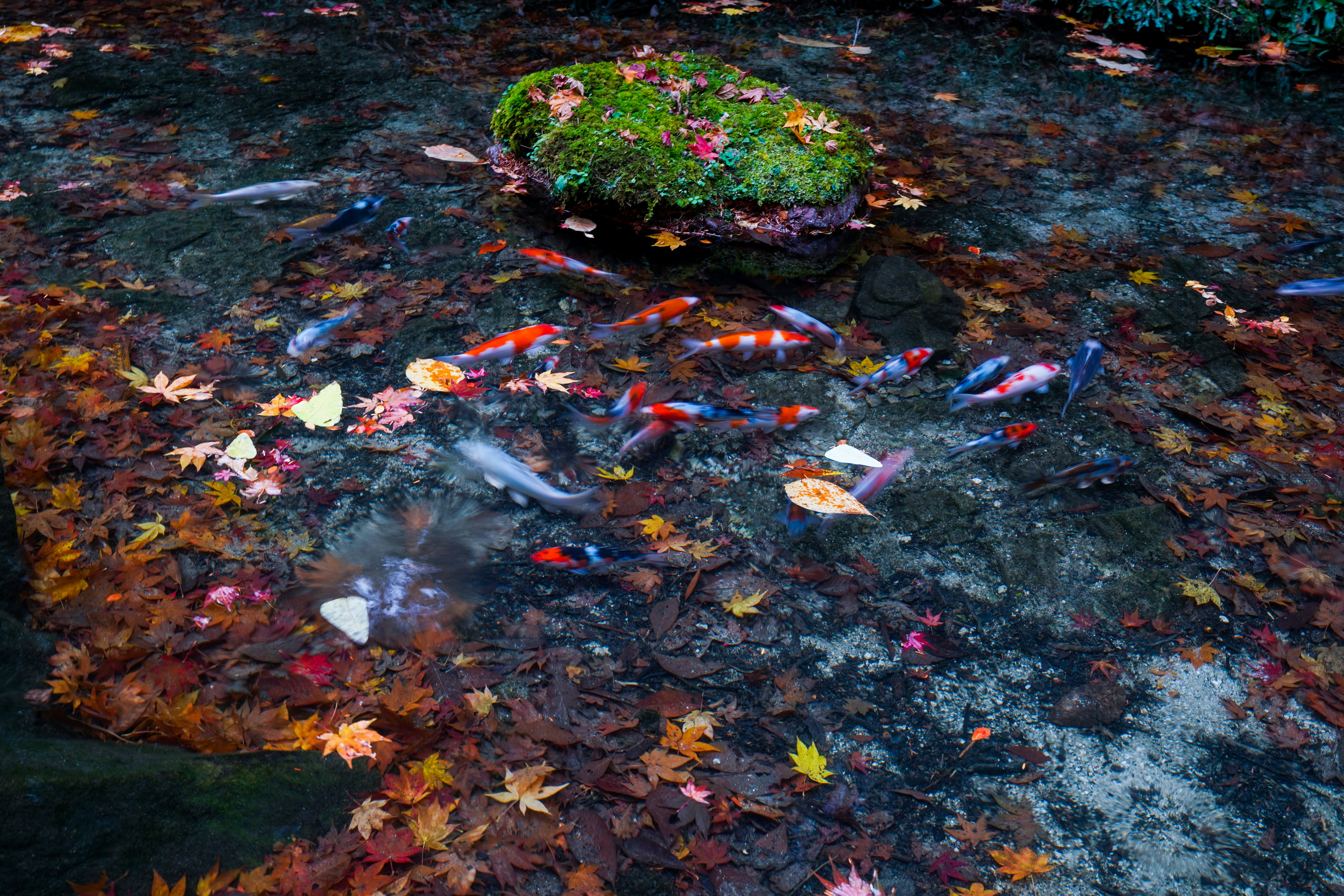 CSS Art – Koinobori Carp Streamer – Part 2