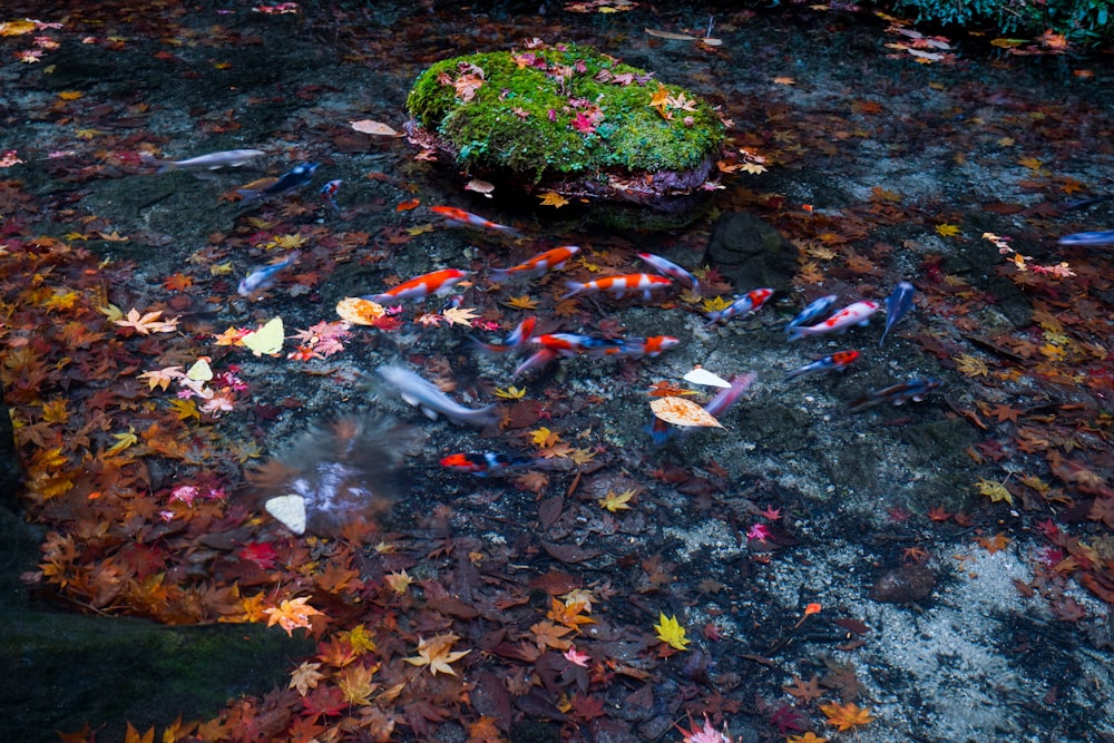 a group of fish swimming in a pond surrounded by leaves