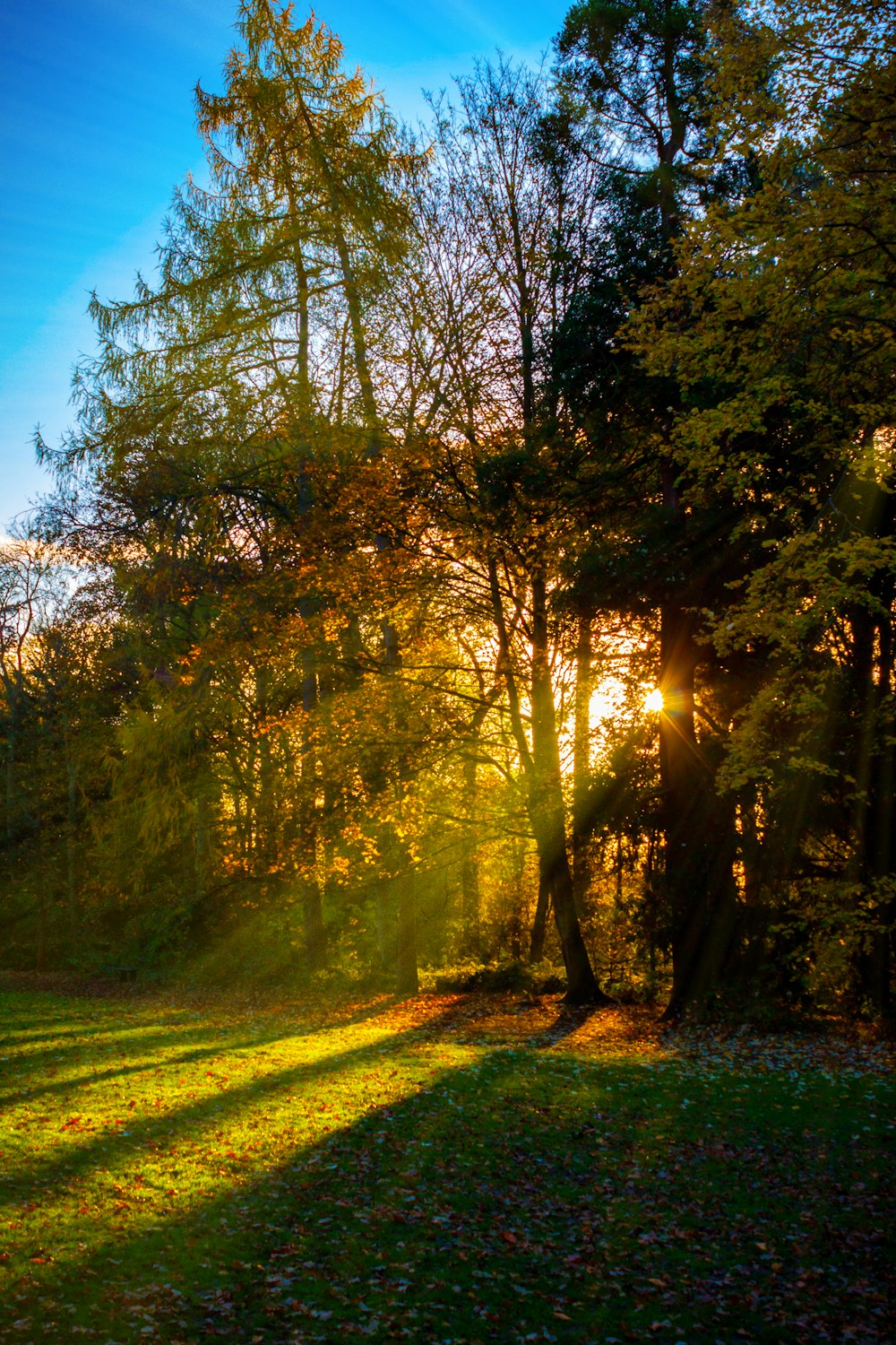 the sun is shining through the trees in the forest