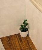 Calm office corner with a green plant and minimalist decor.