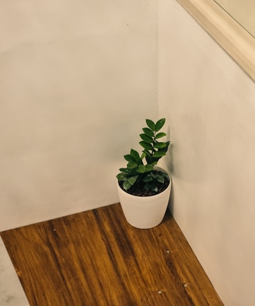 Minimalist room corner with warm white walls, a single plant, and soft shadows.