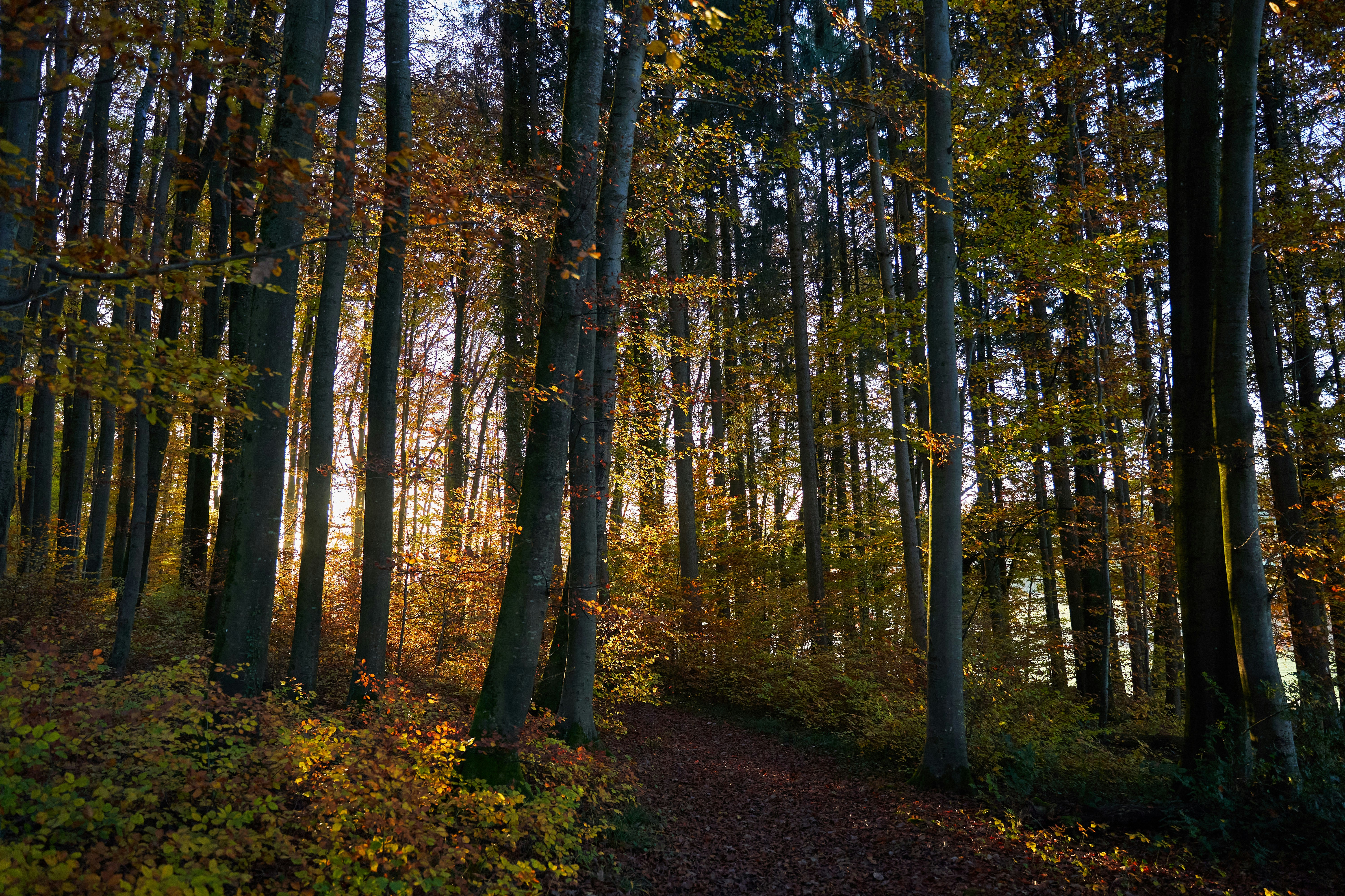 Photo by wolfgang_hasselmann