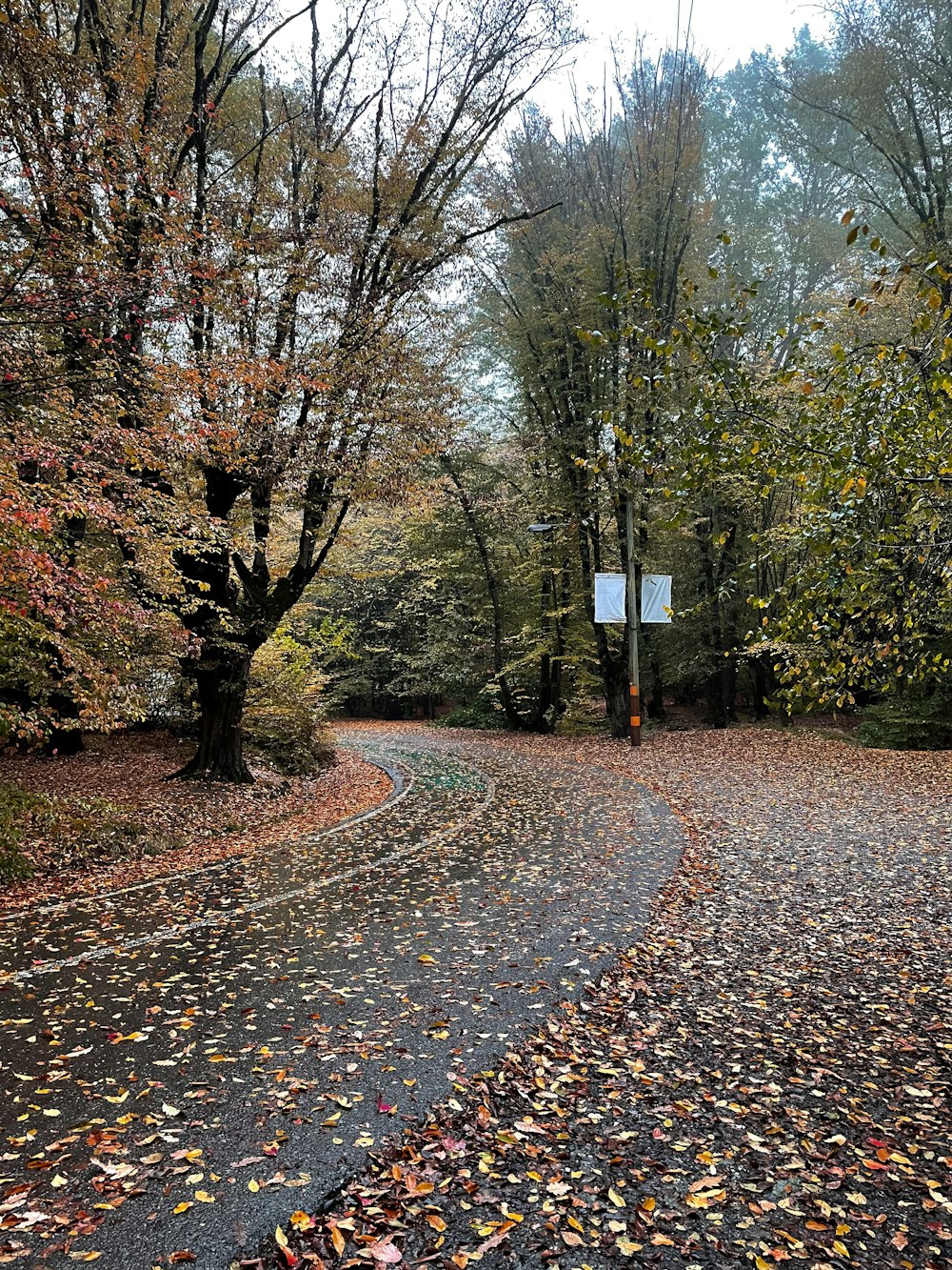a road in the middle of a wooded area
