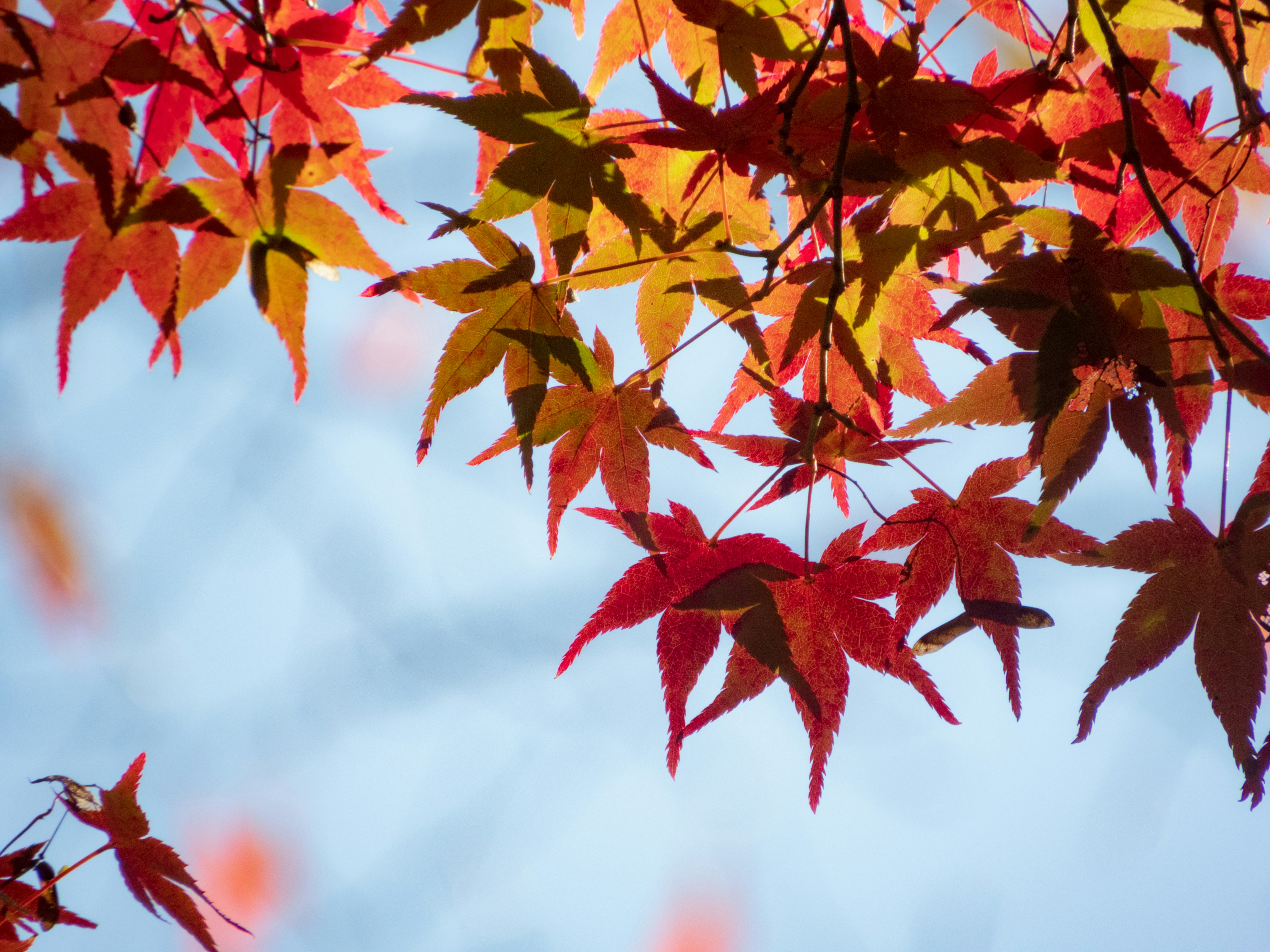 Photo by heppoko_yama