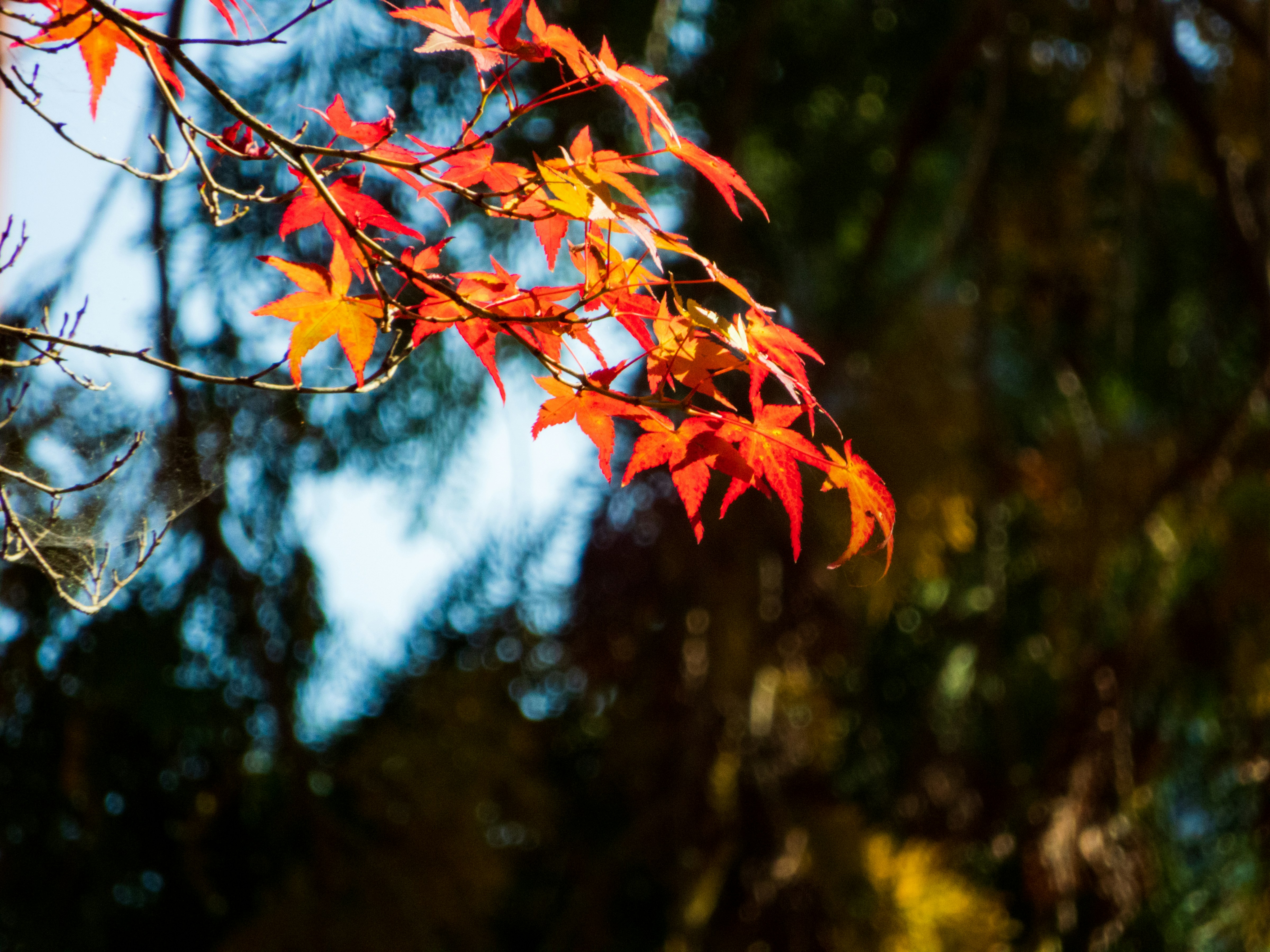 Photo by heppoko_yama