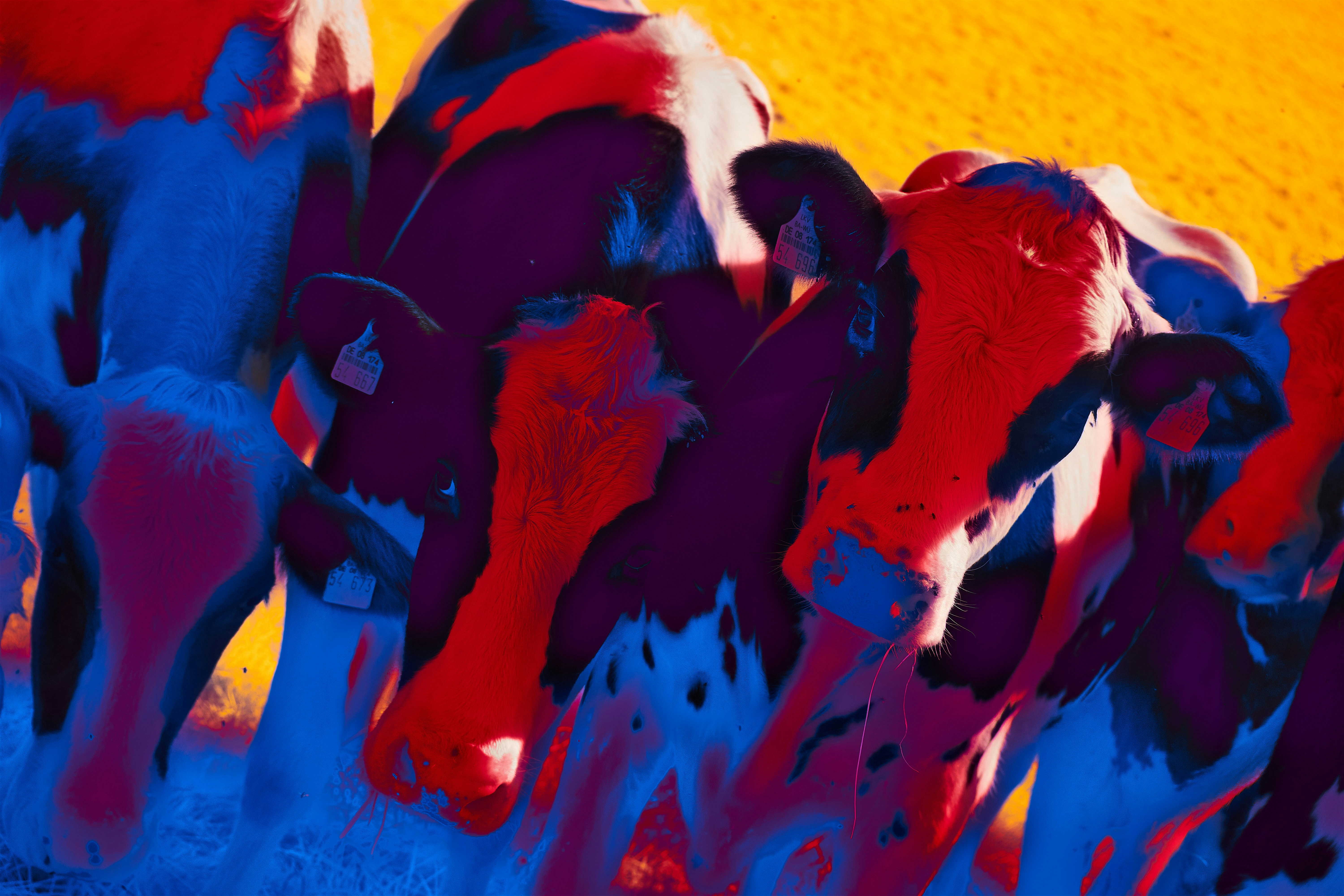 Photo by wolfgang_hasselmann