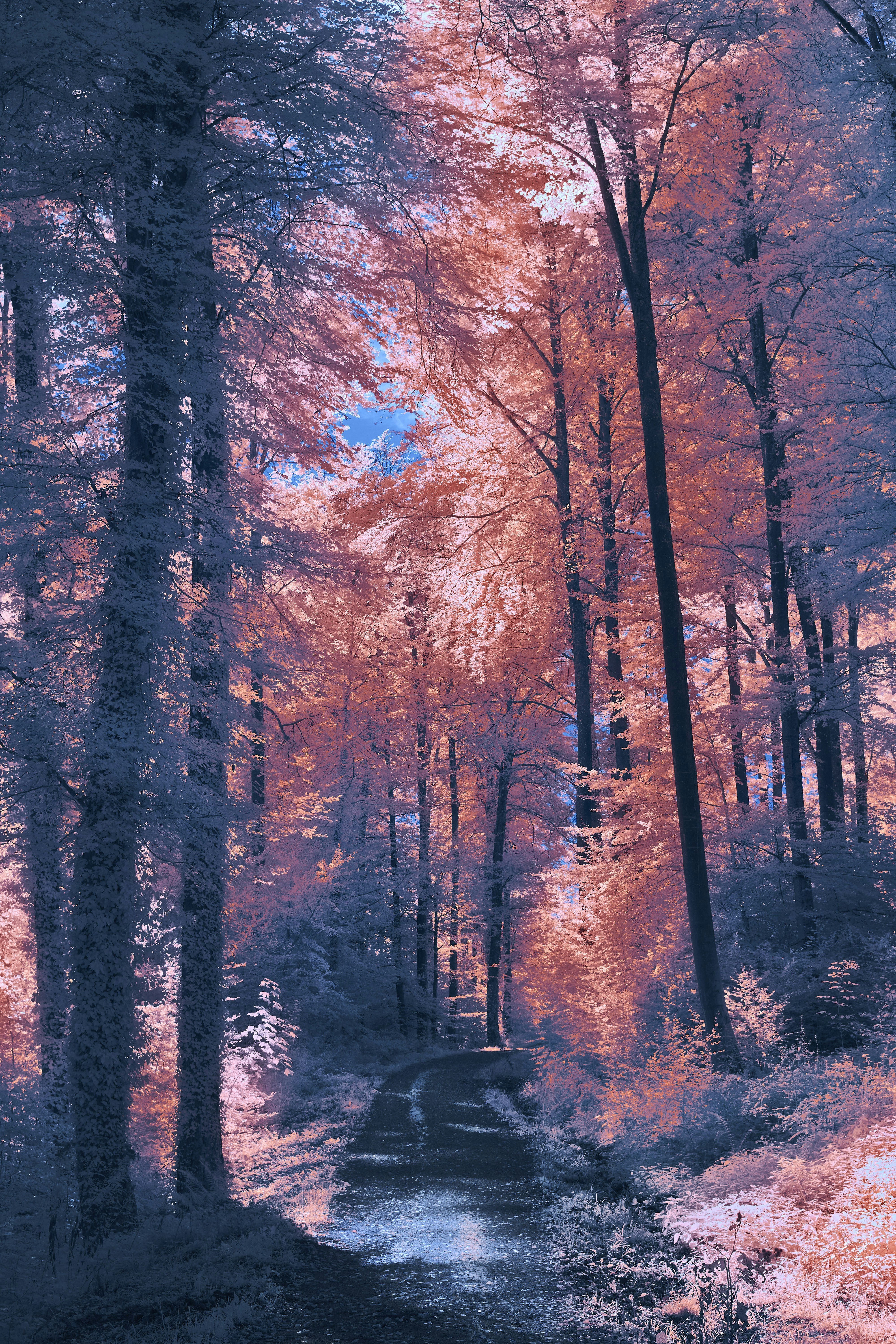 Photo by wolfgang_hasselmann