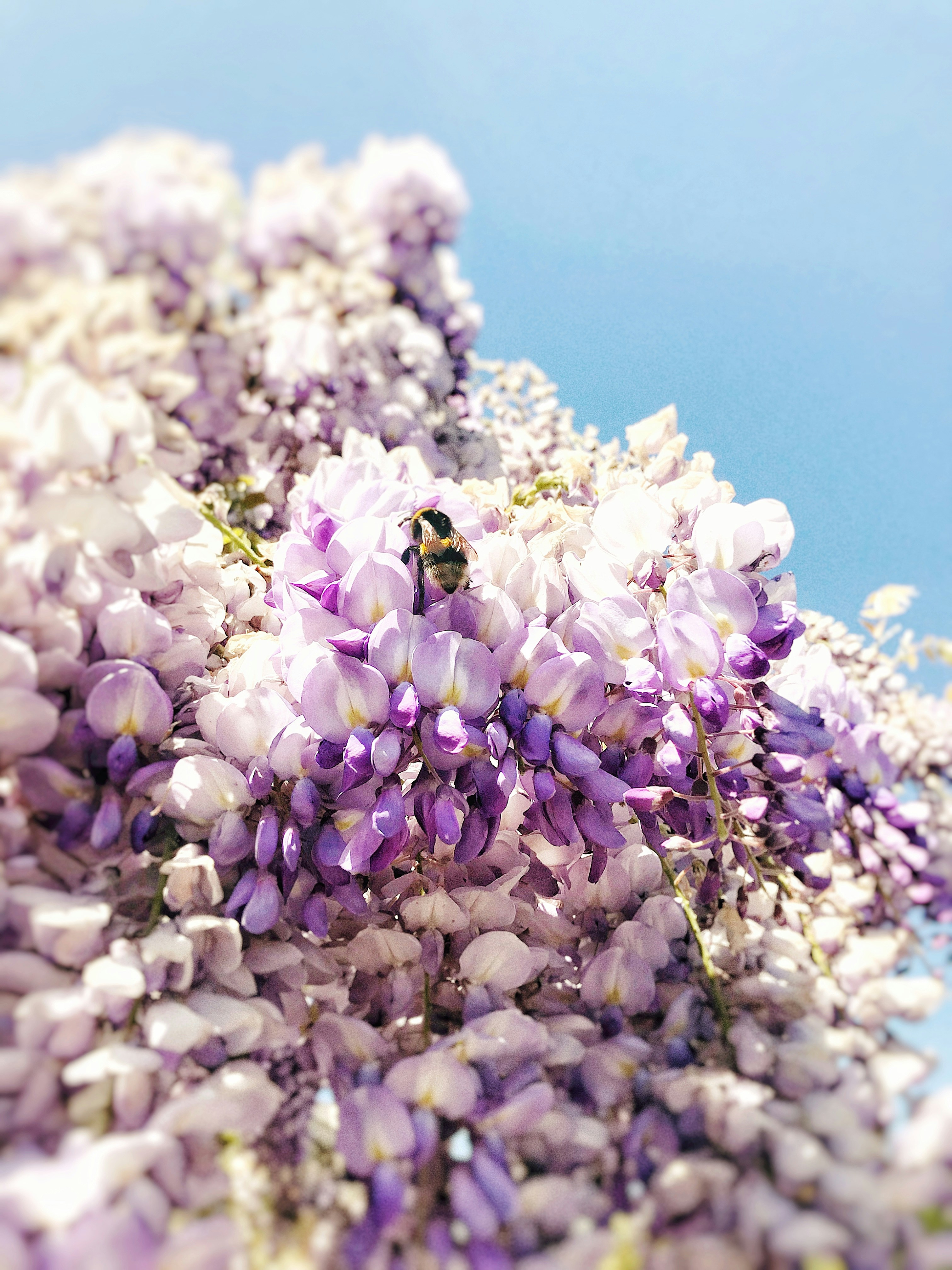 Um ramo de flores roxas com uma abelha sobre elas foto – Imagem grátis  sobre Flor na Unsplash, image size:3000x4000