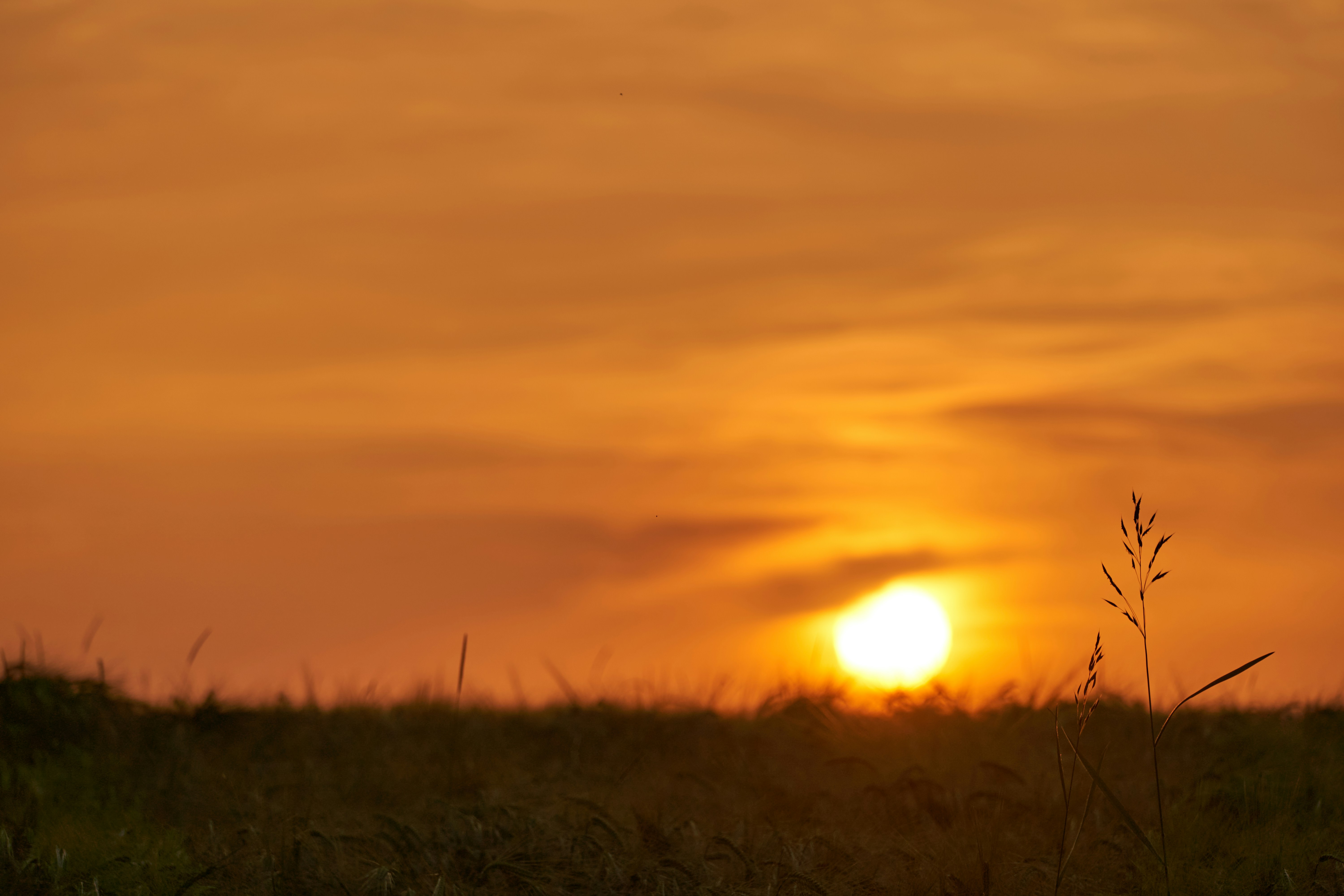 Photo by wolfgang_hasselmann