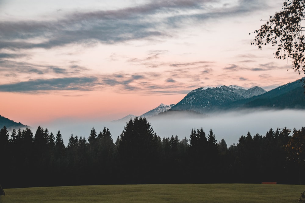 a field with trees and mountains in the background