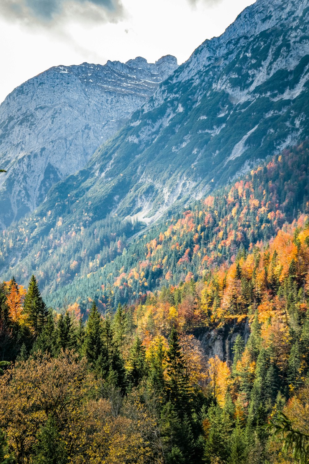 a bird flying over a forest filled with lots of trees