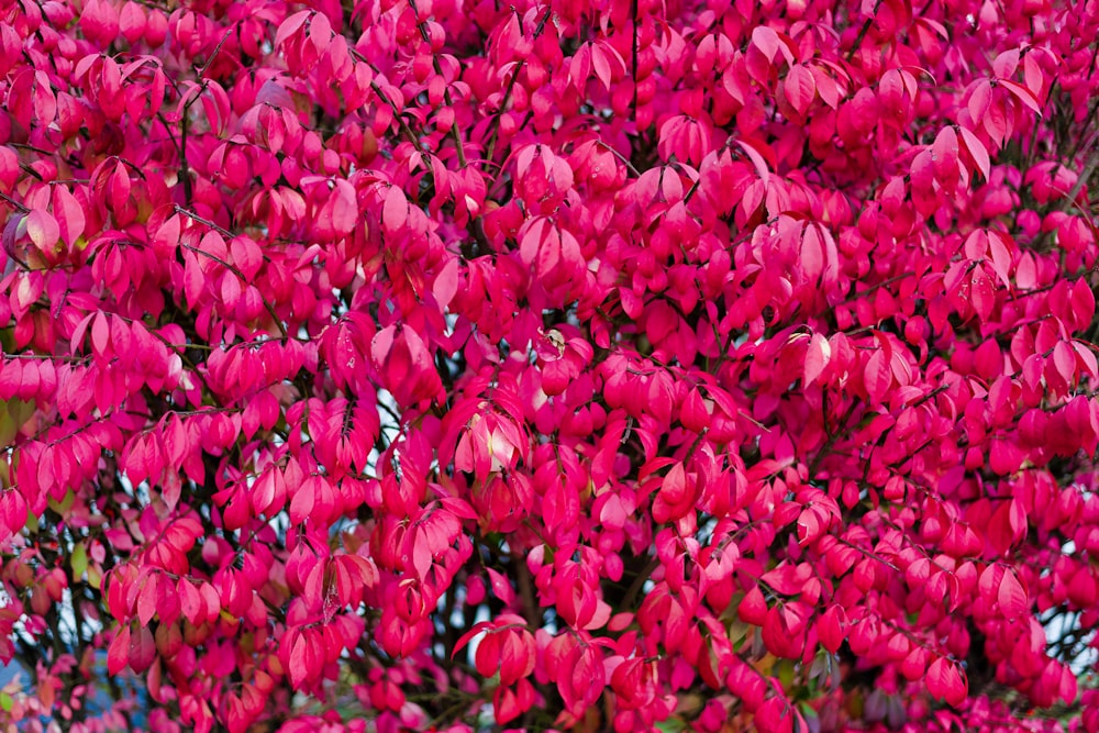 a tree with red leaves in a park