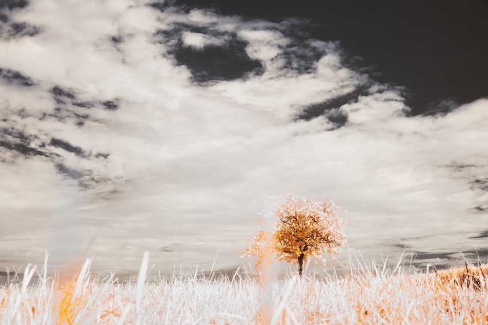 a field of grass