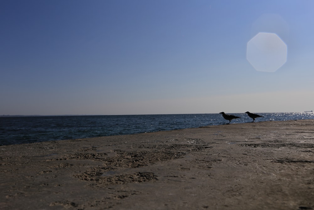 two birds standing on the edge of a pier