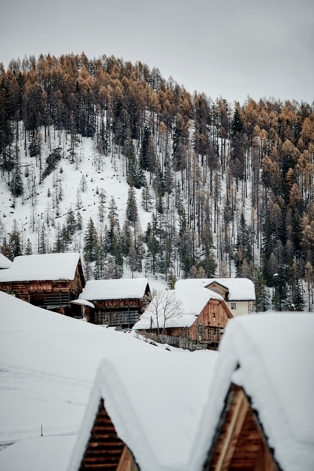 a snowy landscape with a mountain in the background