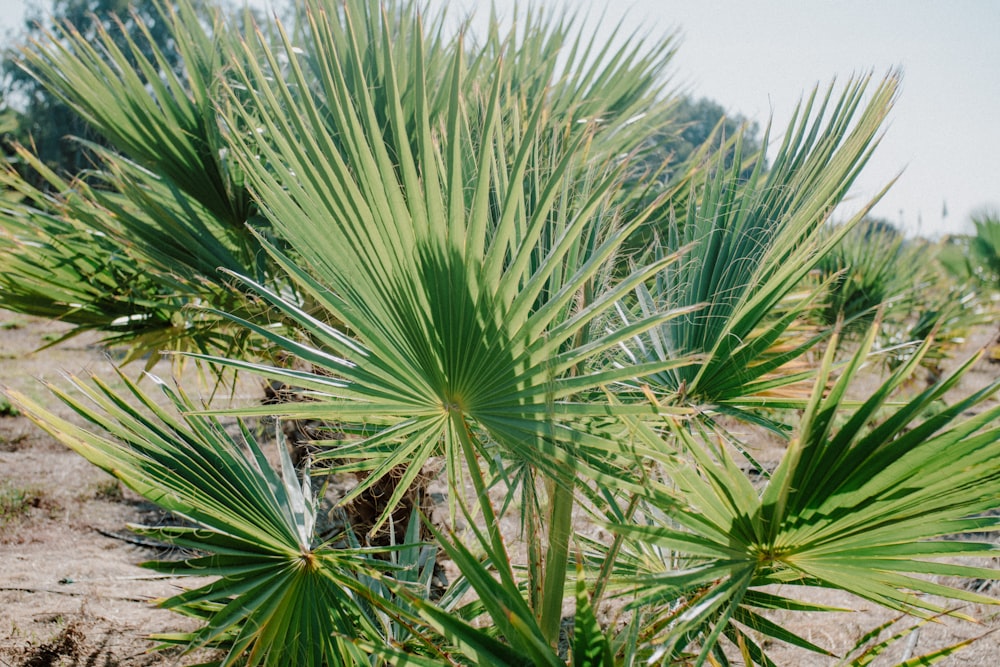 a close up of a palm tree in a field