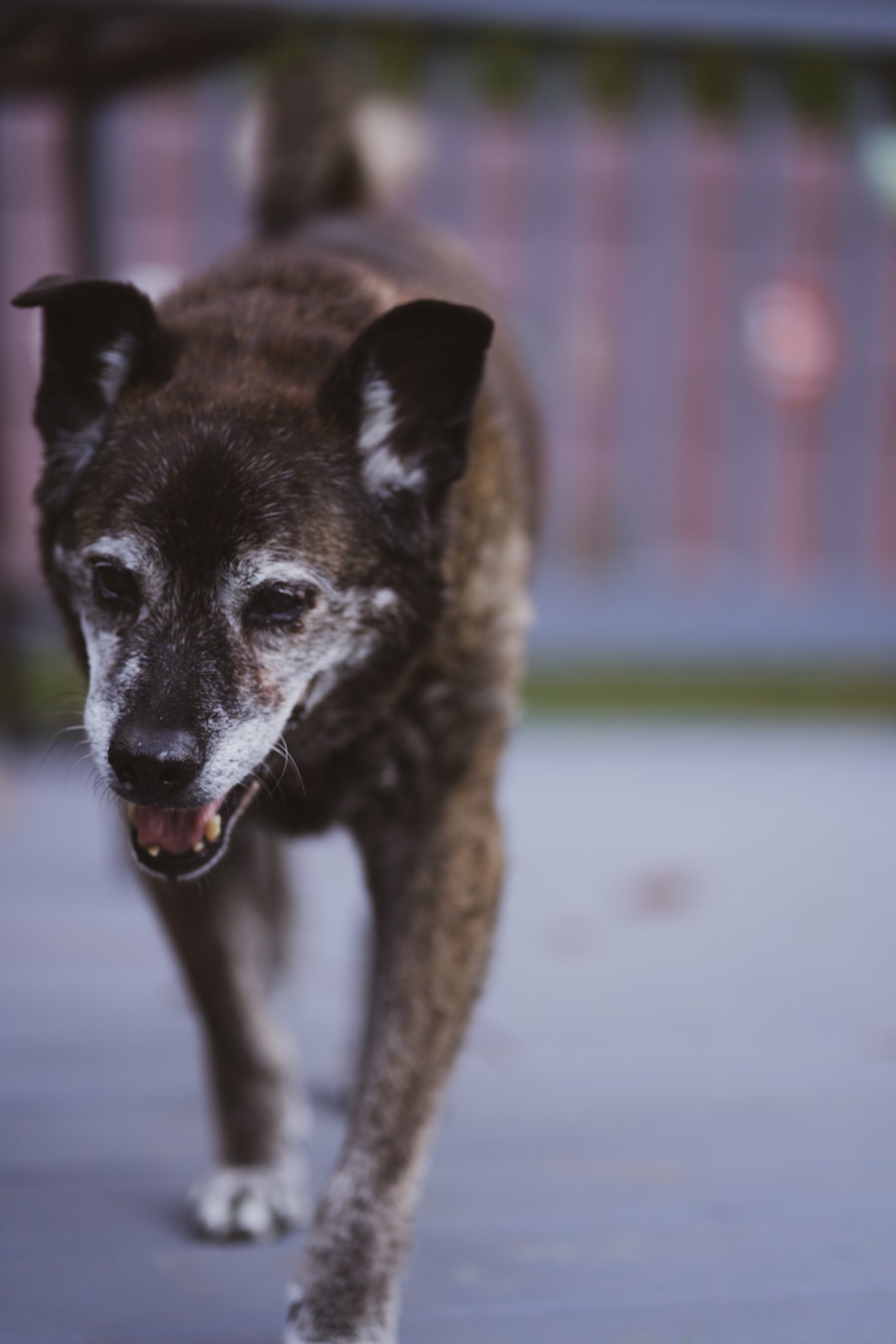Senior dog resting comfortably at home